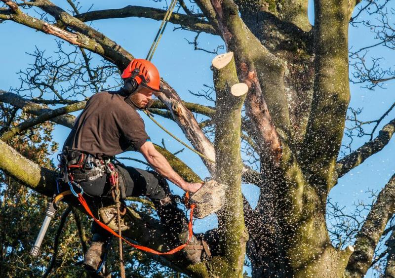Abattage d'arbres &agrave; Nozay, quand et comment proc&eacute;der ?