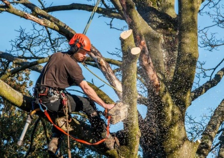Abattage d'arbres &agrave; Nozay, quand et comment proc&eacute;der ?